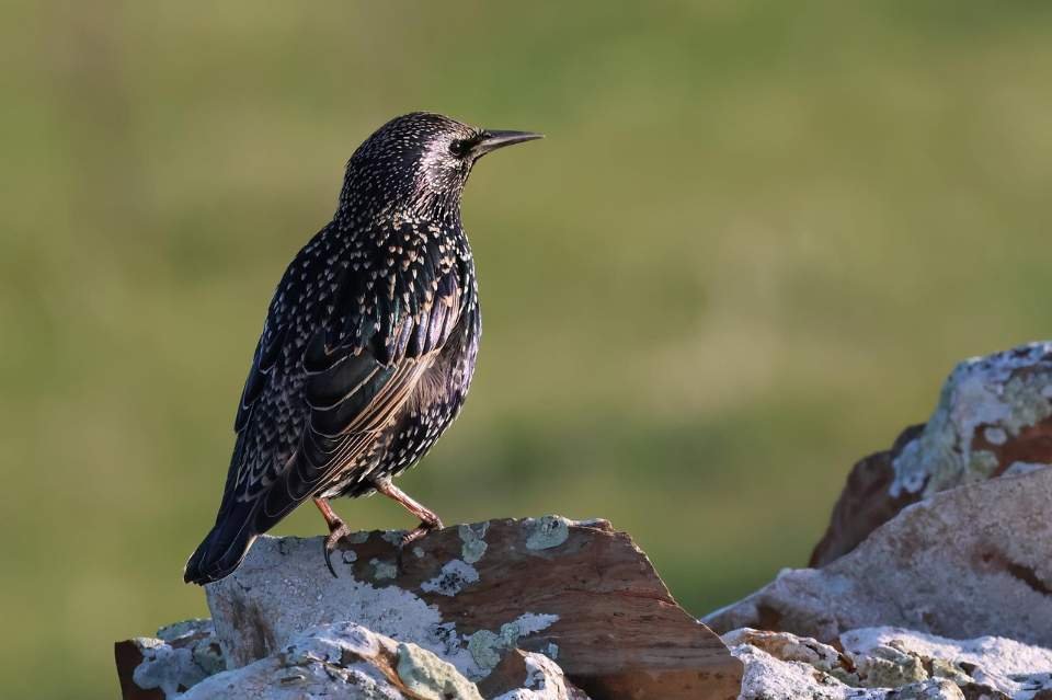 A European Starling with a black beak and winter plumage.