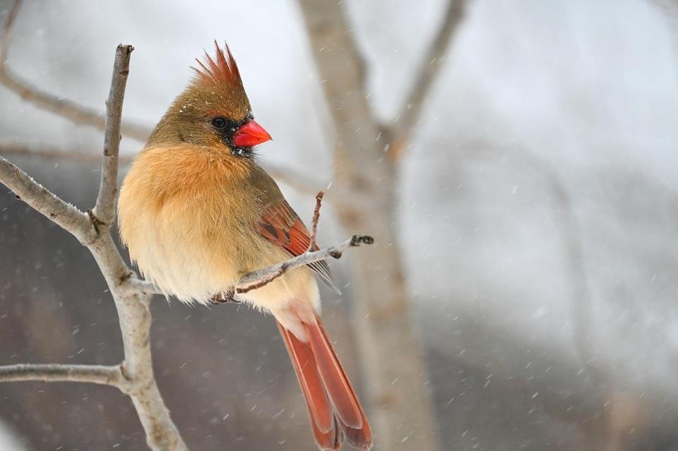 A female Northern Cardinal perched on a tree branch in winter.