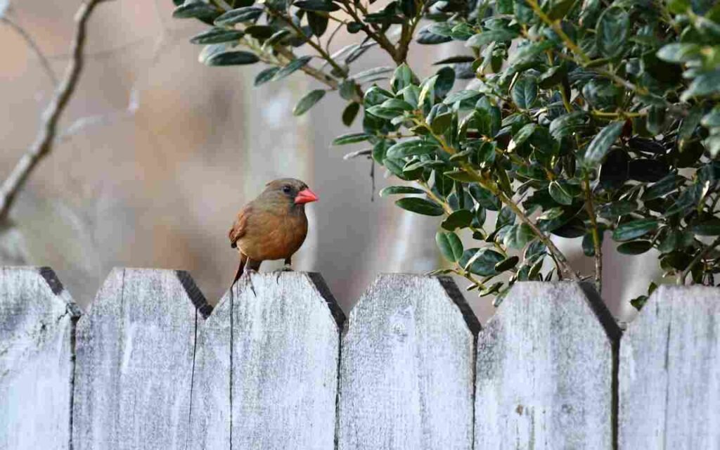 A female cardinal perched on a wooden backyard fence.
