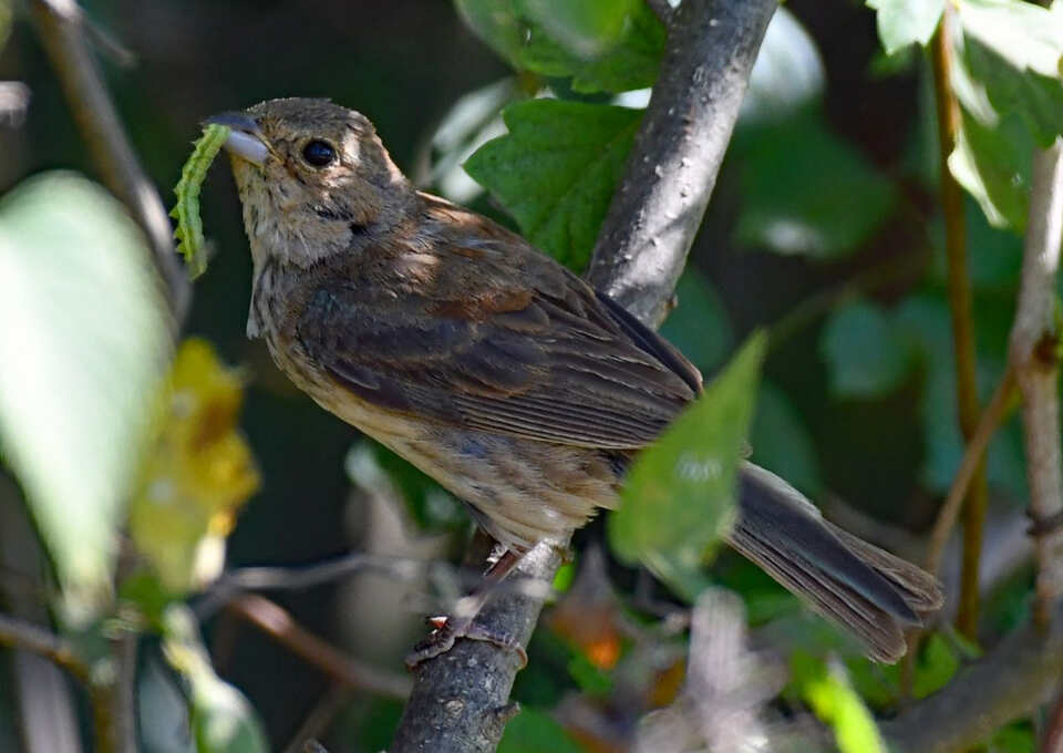 A warm brown female Indigo Bunting with a plain face and faint breast smudging perches on a branch with a bright green caterpillar clamped in its conical beak.