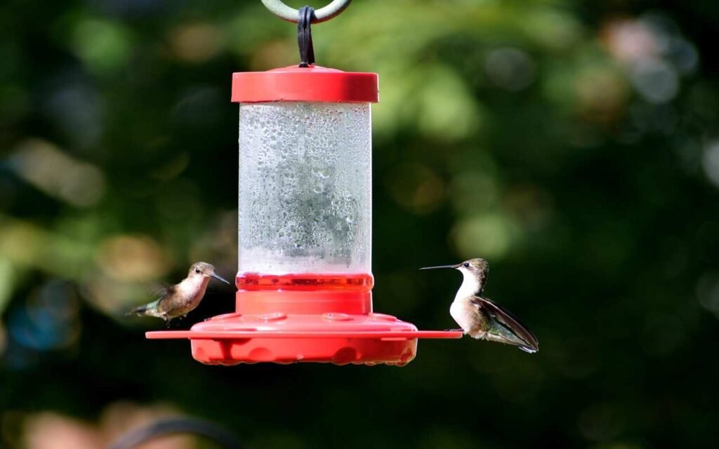 A pair of female Ruby-throated hummingbirds at feeder