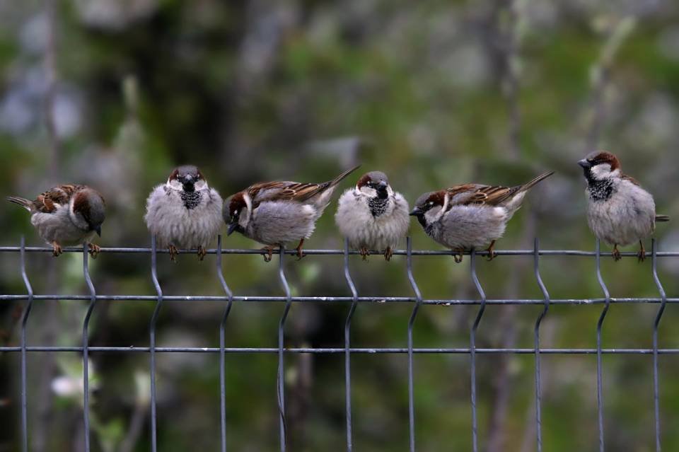 A small flock of House Sparrows perched on a metal wire fence.
