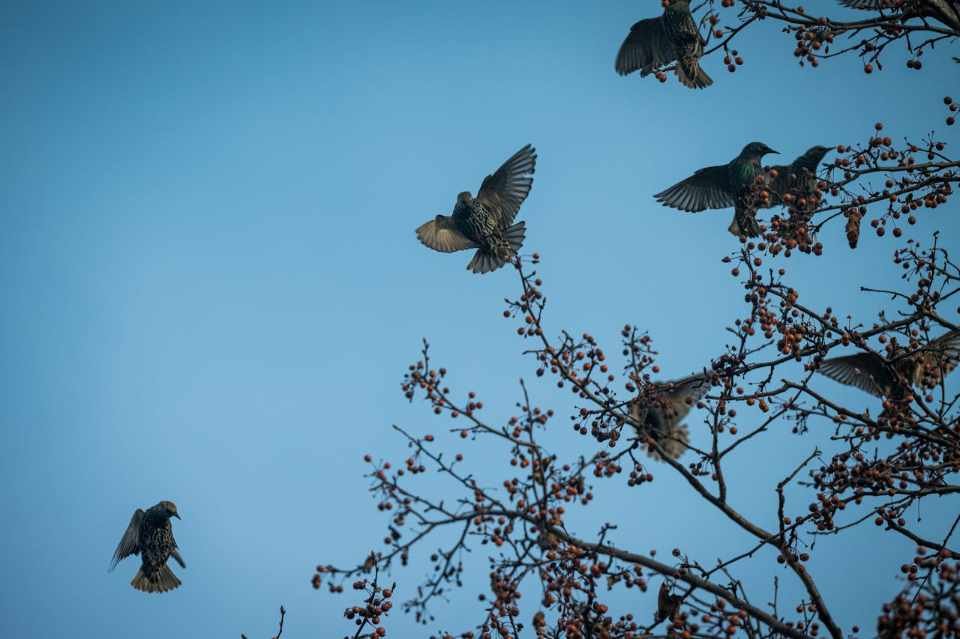 A flock of starlings in a tree in winter.