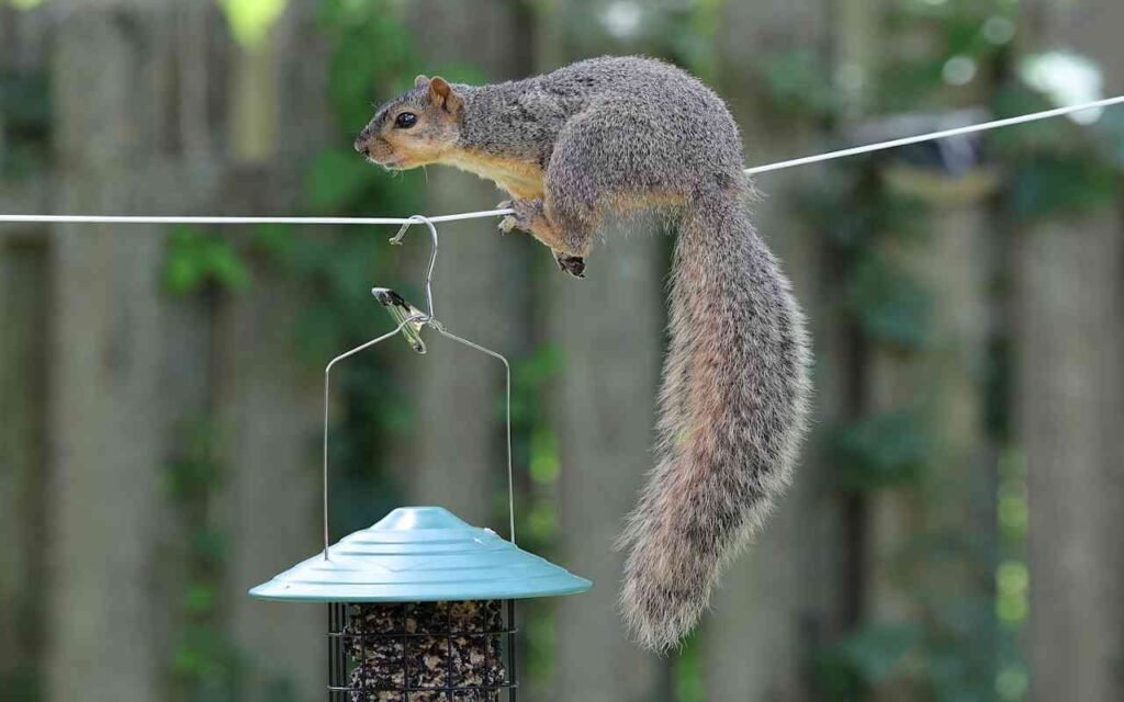 A gray squirrel trying to access a bird feeder by walking on a clothesline.