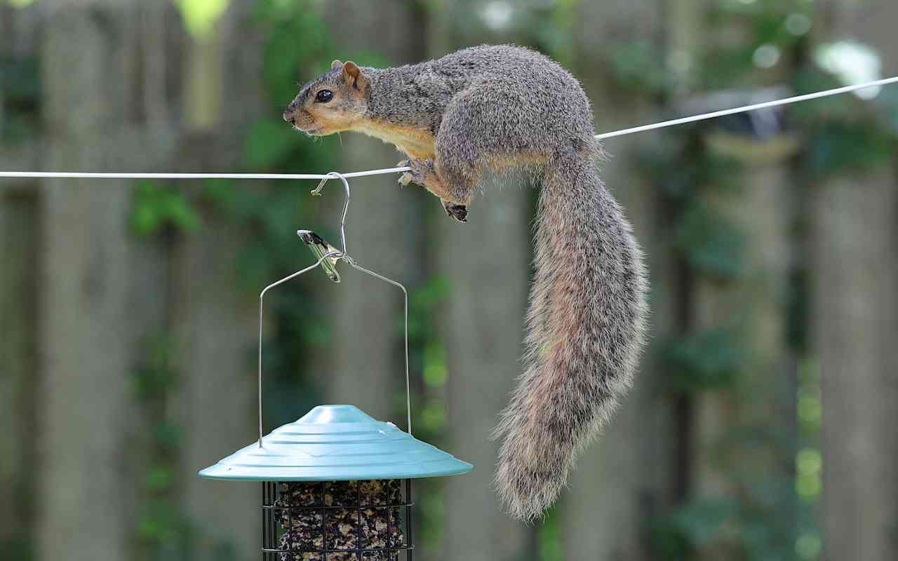 A gray squirrel trying to access a bird feeder by walking on a clothesline.