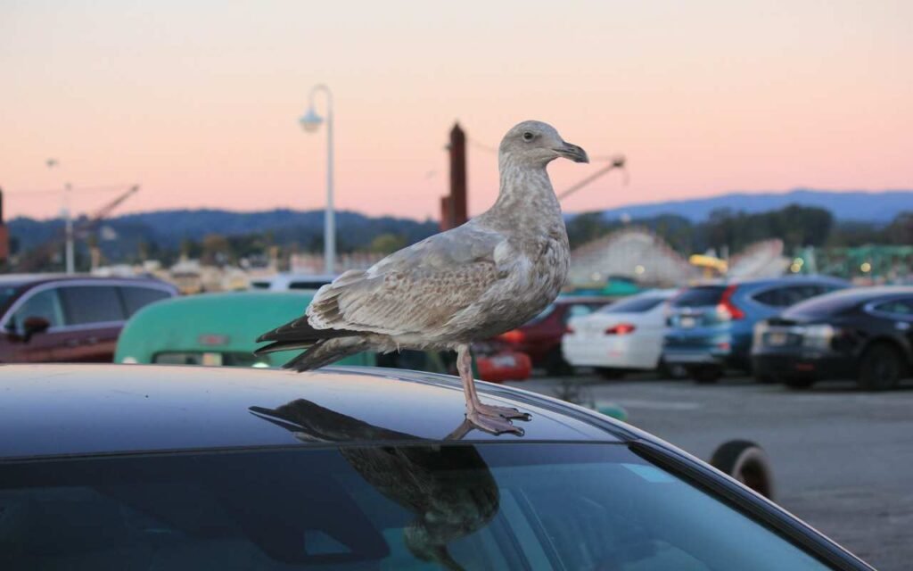 A Gull perched on a parked car.