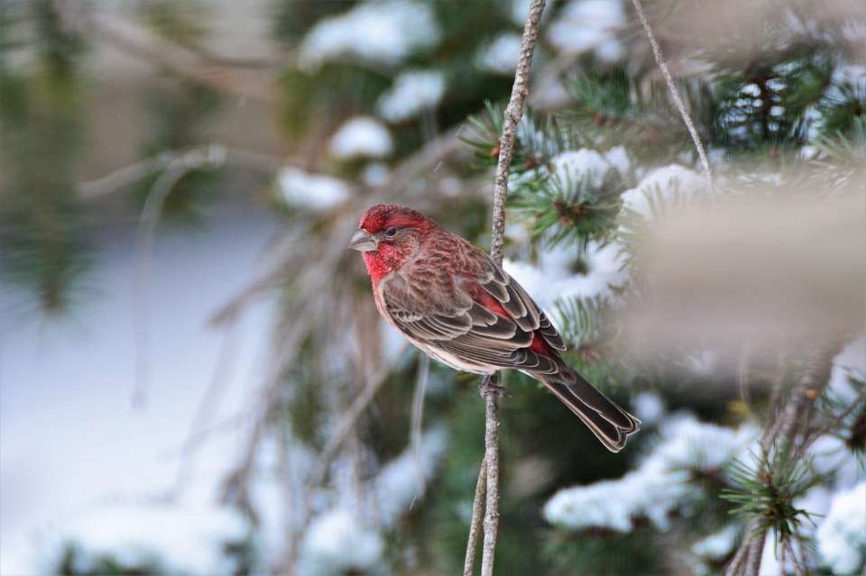 A House Finch perched on a backyard tree branch in winter.