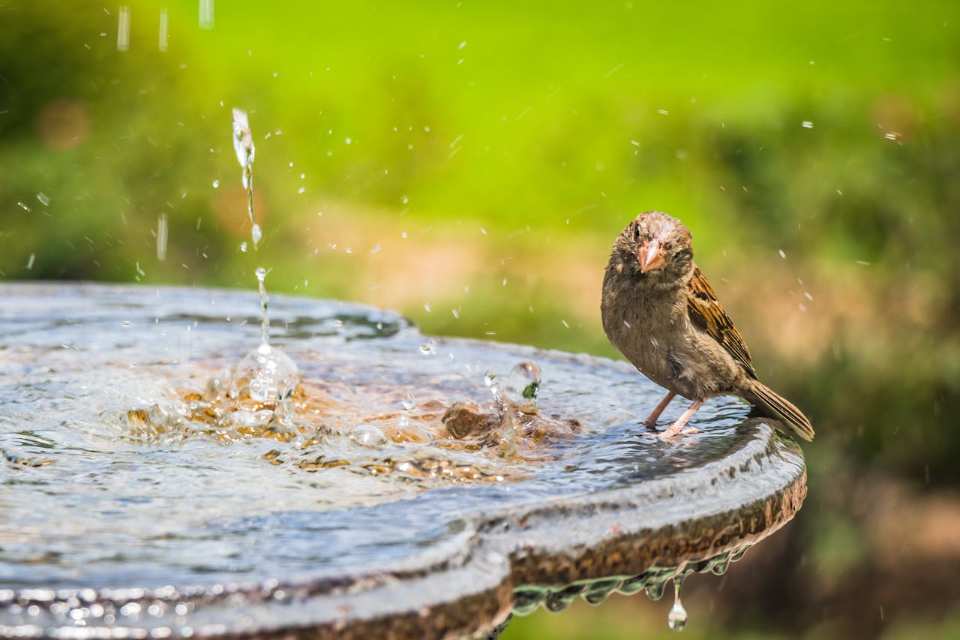 A House Sparrow perched on the edge of a bird bath fountain, watching water droplets splash and demonstrating how moving water attracts birds.