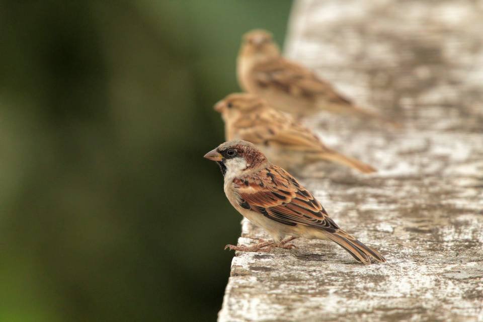 A few House Sparrows perched on a concrete ledge.