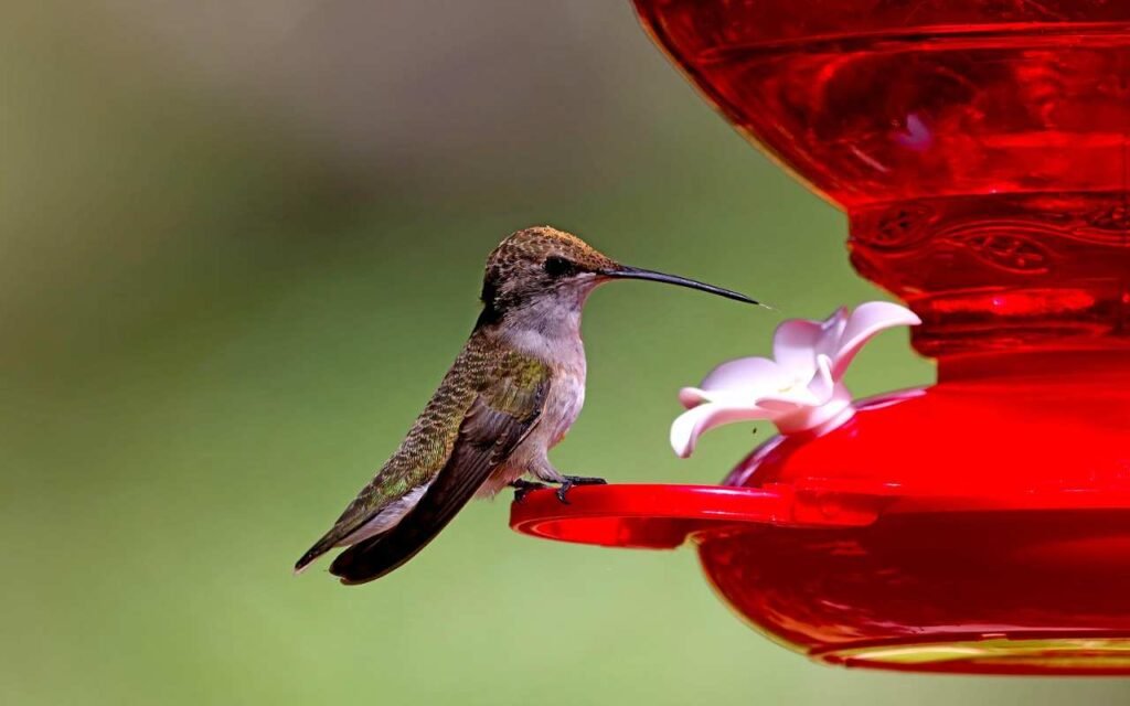 A hummingbird feeding on homemade nectar from a feeder.