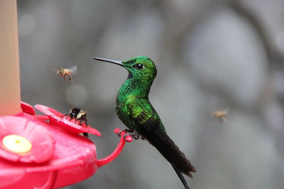 A green hummingbird perched on a feeder with bees and wasps around it.