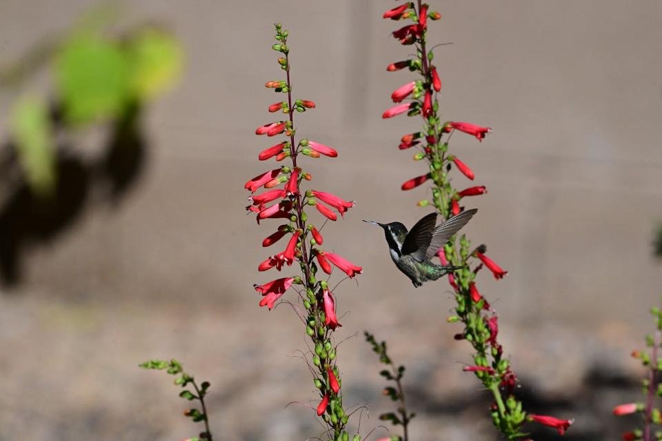 A hummingbird feeding on red penstemon flower nectar in a backyard.