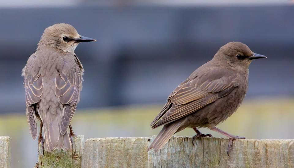 A pair of juvenile starlings perched on a backyard fence.