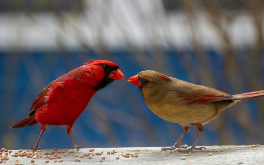A red male cardinal feeding a female cardinal.