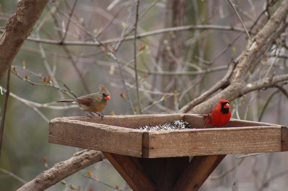 A male and female cardinal at a backyard platform feeder.