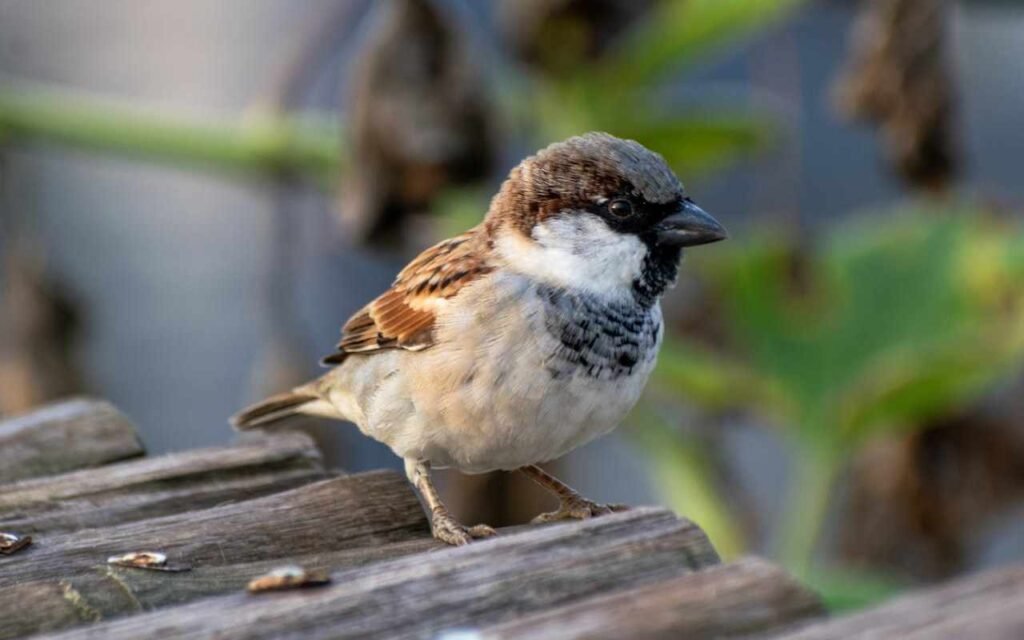 A male House Sparrow perched on a wooden surface.