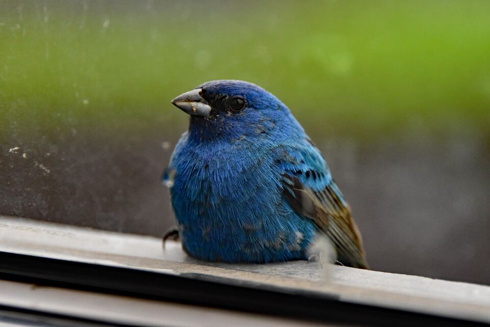 A vibrant blue male Indigo Bunting with dark wings perches directly on a wooden window ledge outside a glass pane.