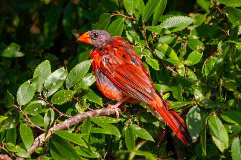 A molting red male Northern Cardinal perched in a tree.