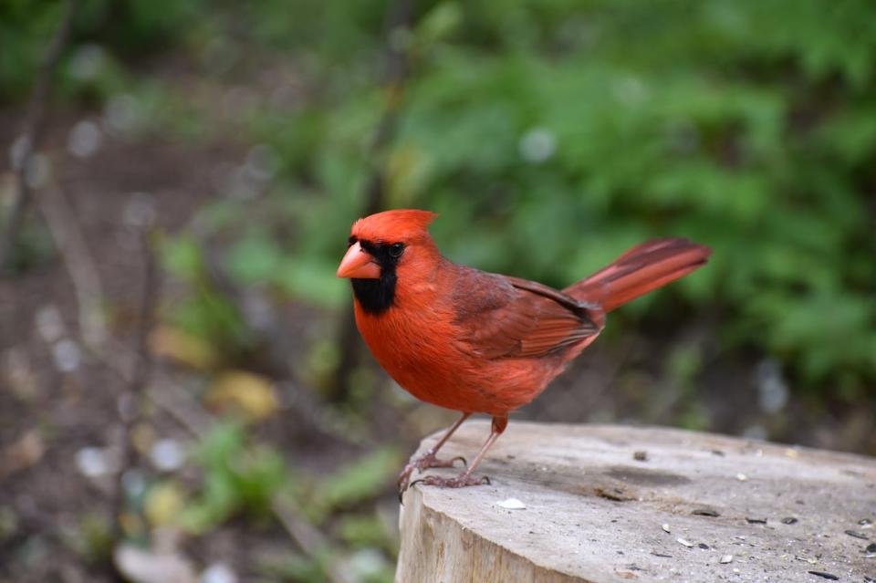 A Northern Cardinal in its natural habitat.