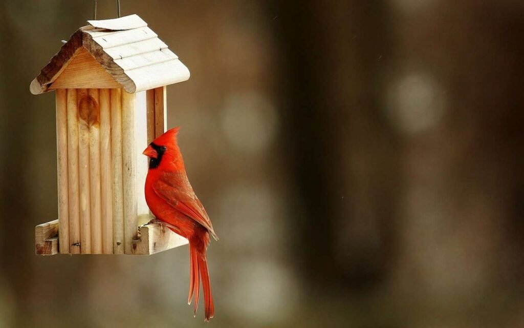 A Northern Cardinal perched onto a backyard bird feeder.