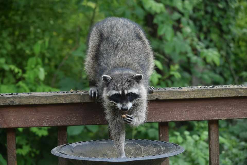 A curious raccoon stealing bird seed and drinking from a backyard bird bath.
