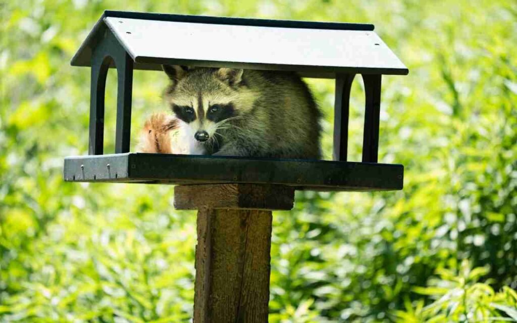 A raccoon raids a backyard bird feeder for food.