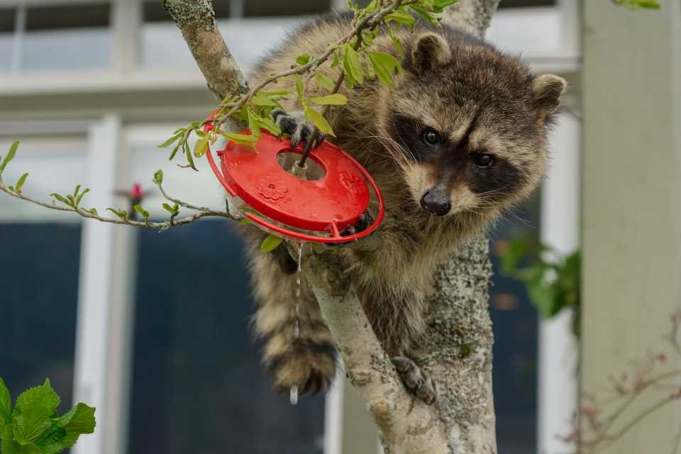 A raccoon climbing a tree and knocking down a hummingbird feeder in a backyard.