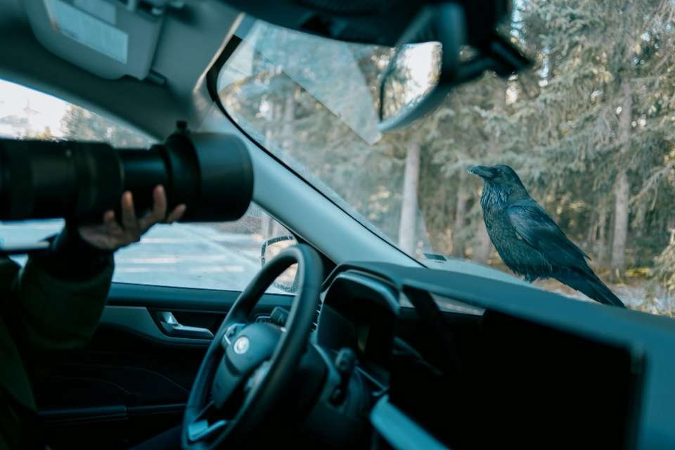 A raven perched on a car hood while the owner photographs the nuisance bird.