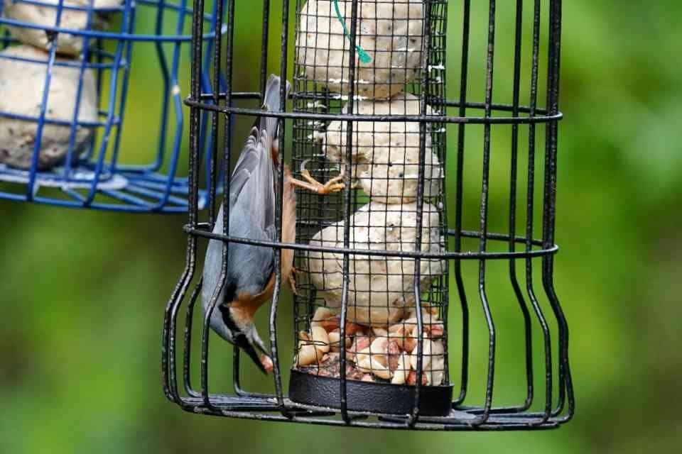 A Red-breasted Nuthatch feeding at a backyard caged bird feeder.
