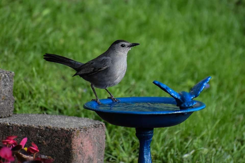 A Gray Catbird perched on a clean bird bath.