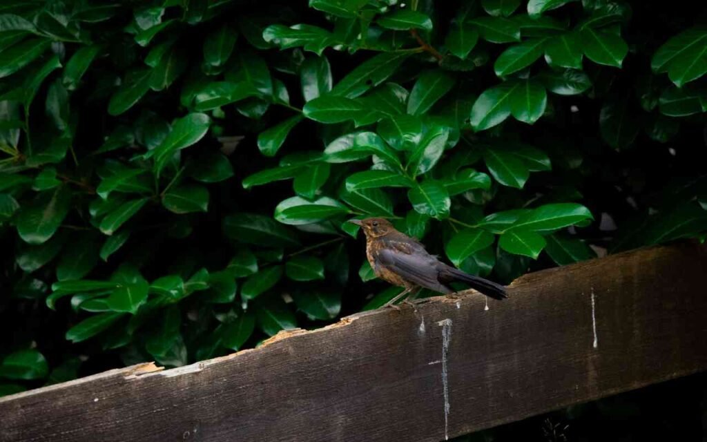 A bird perched on a railing, leaving droppings on the surface below