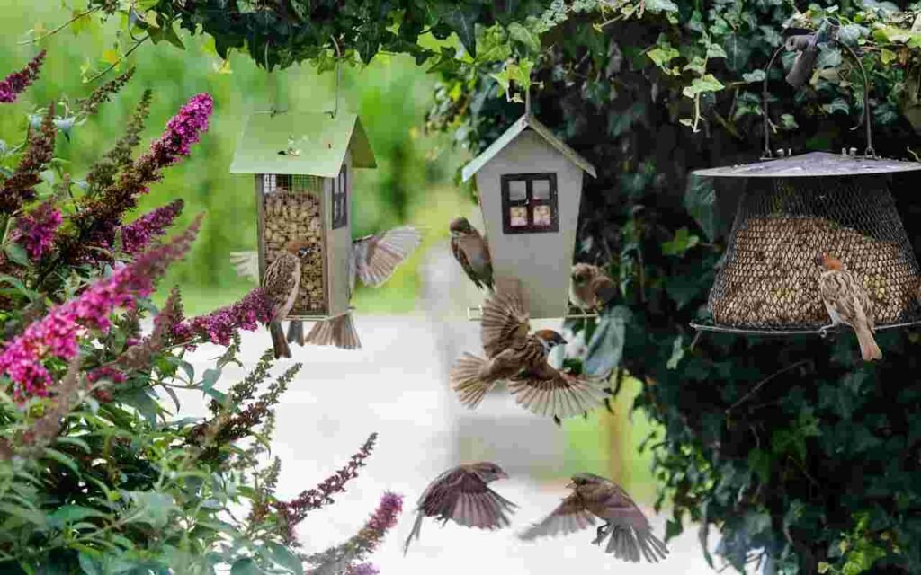A bunch of House Sparrows enjoying a bird friendly garden.