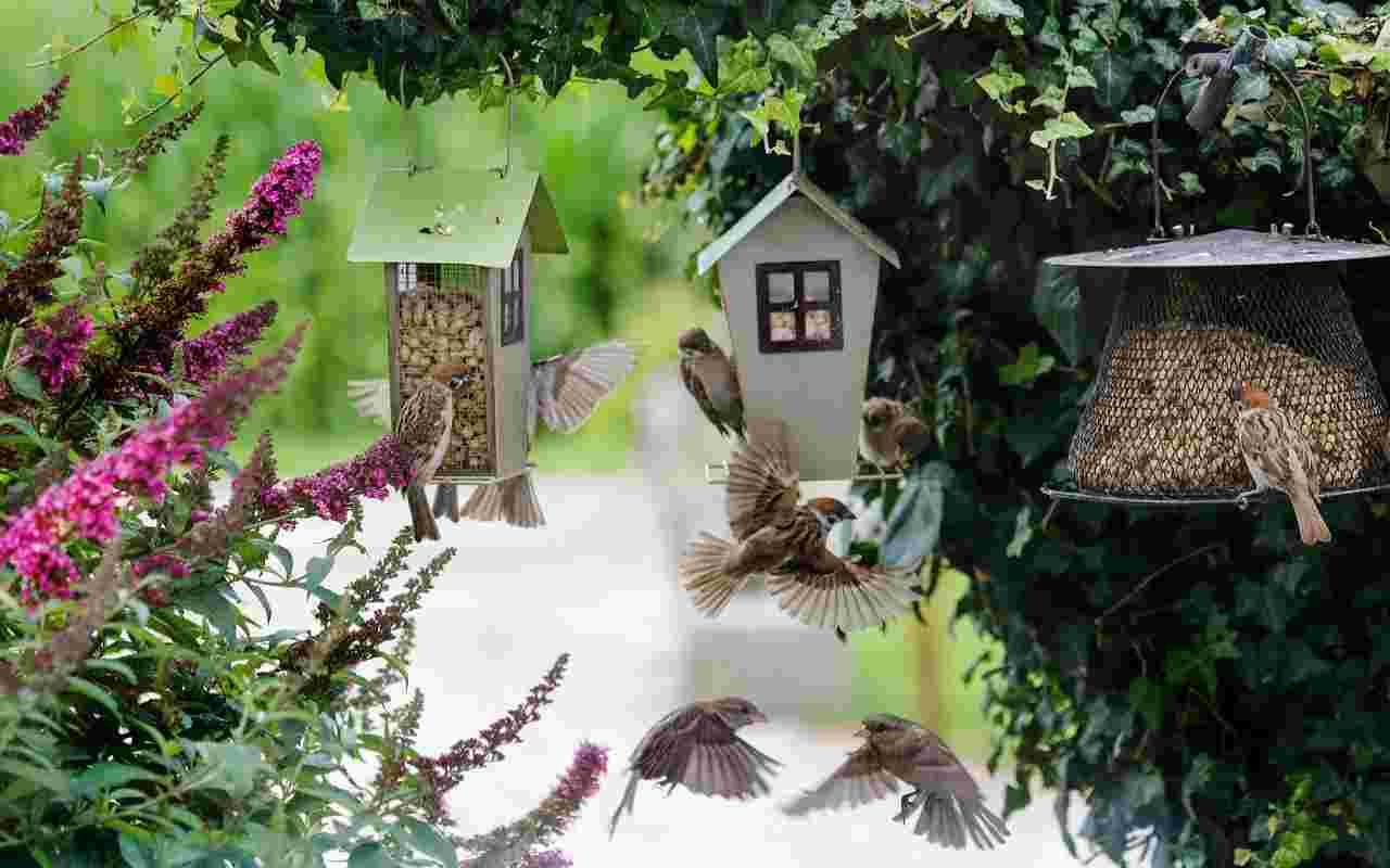 A bunch of House Sparrows enjoying a bird friendly garden.