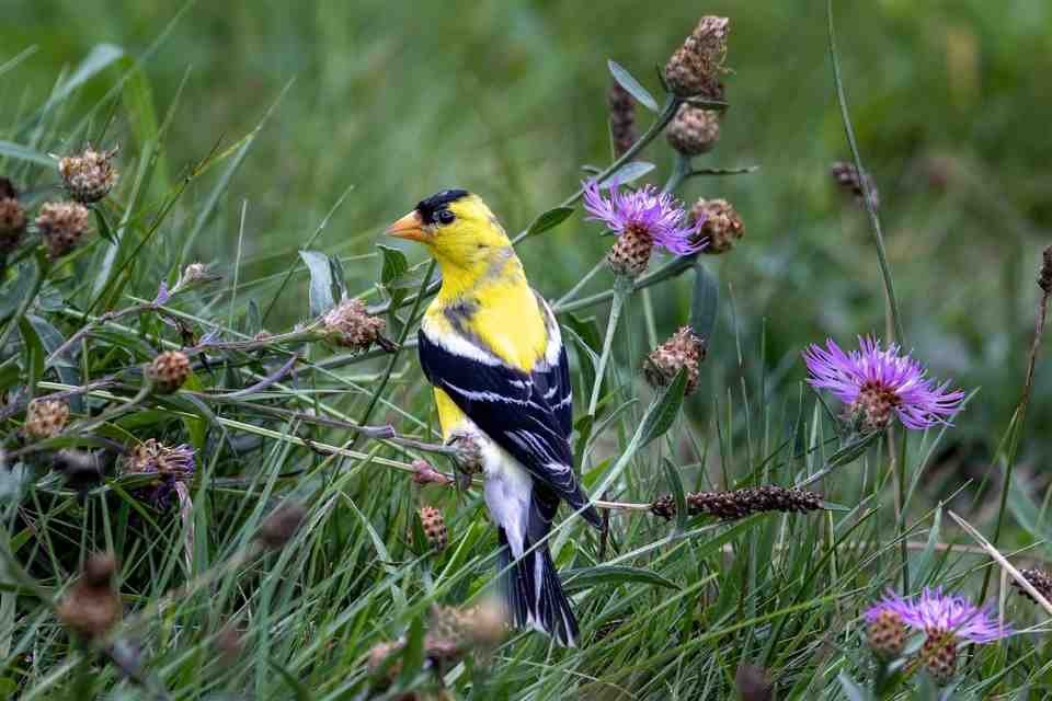 An American Goldfinch feeding on plant seeds in a meadow.