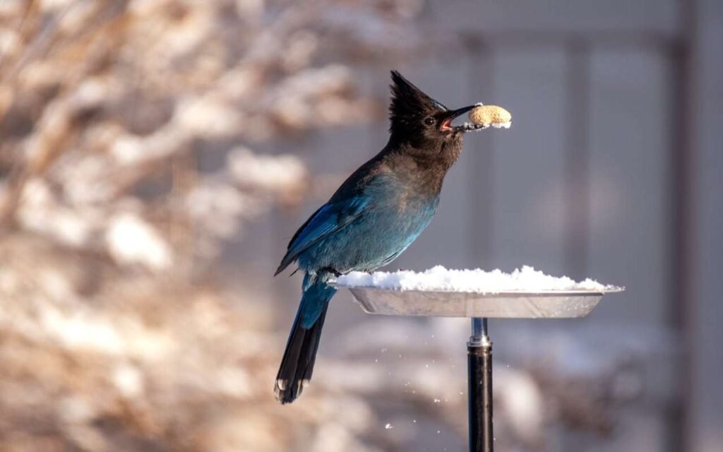 A Steller's Jay perched on a backyard tray feeder with a peanut in its mouth.