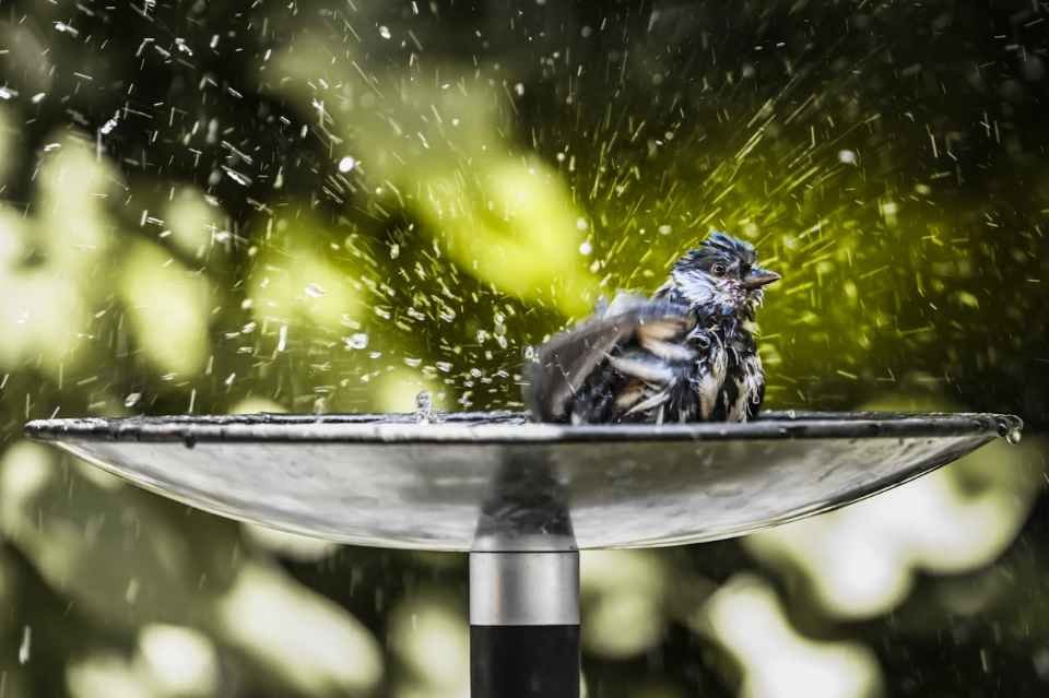 Small backyard bird cooling off in a birdbath on a hot summer day