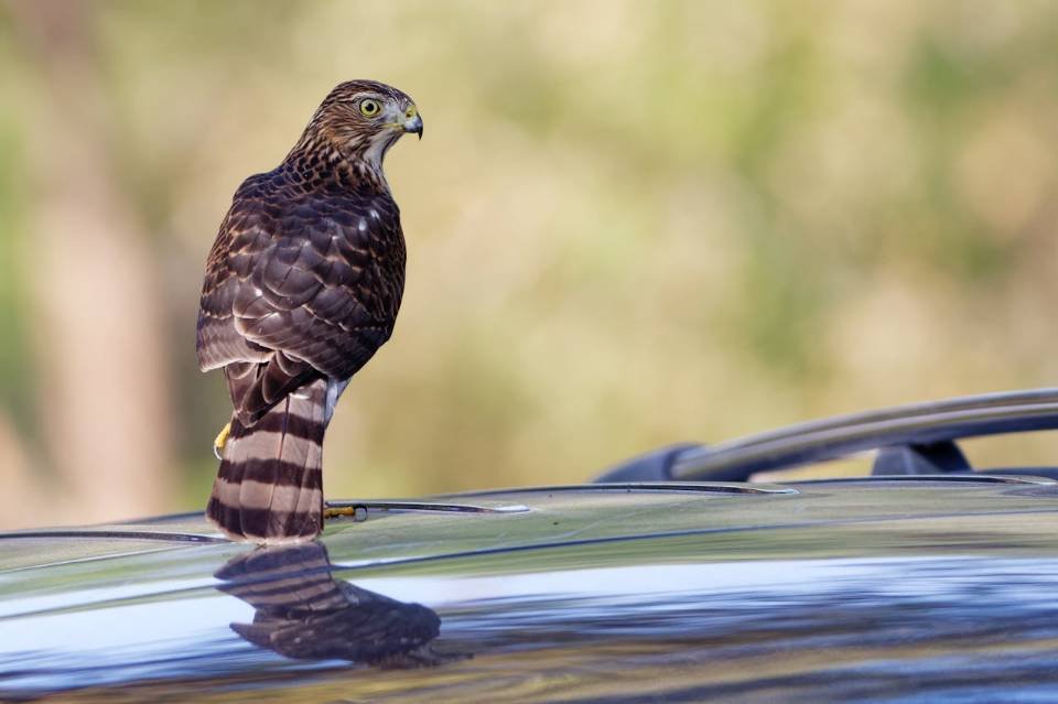 A Cooper's Hawk perched on a car roof.