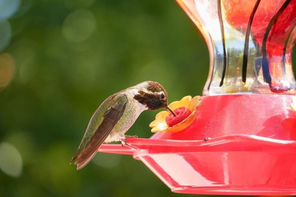 A hummingbird sucking on homemade nectar from a backyard hummingbird feeder.
