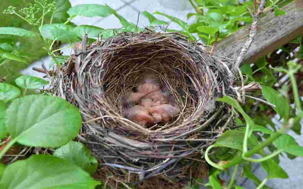 A bird nest in a backyard tree with hatchlings in it.