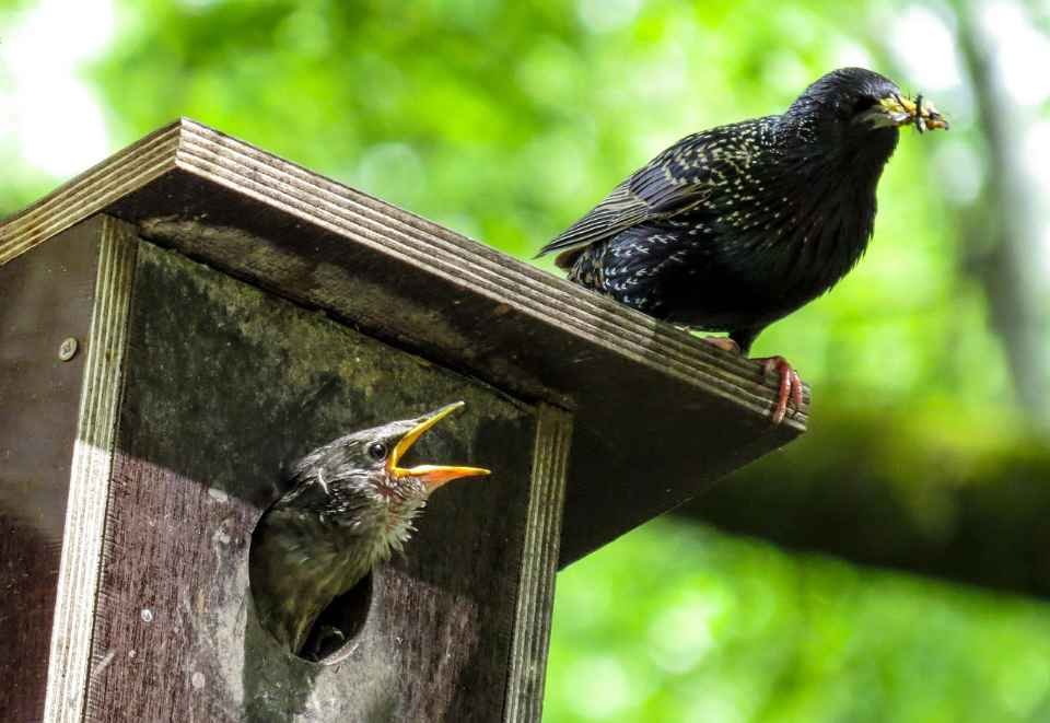 A European Starling (Common Starling) feeding its chick in a wooden nest box.