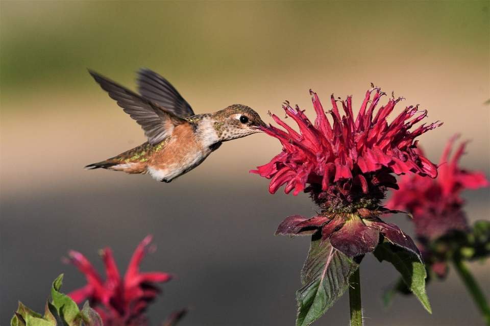 A Rufous Hummingbird sucking nectar from a backyard flower.