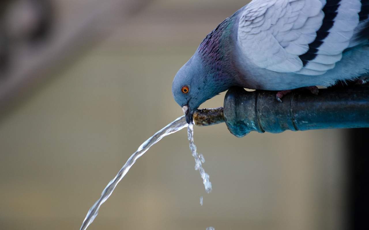 A close-up of a pigeon drinking from a stream of running water at a fountain during a summer heat wave.