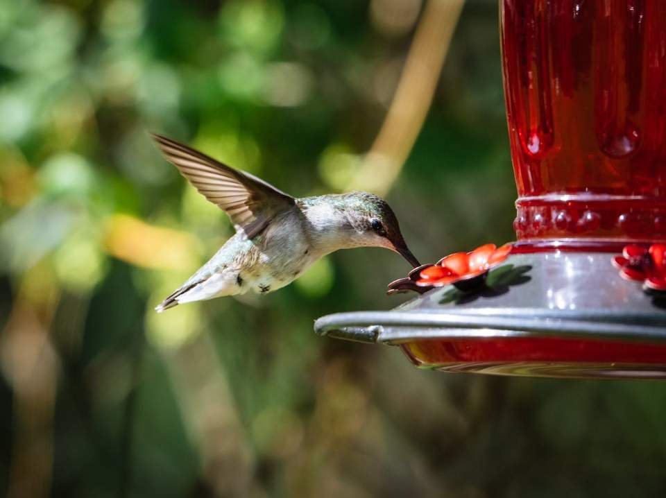 A Ruby-throated hummingbird feeding at a feeder.
