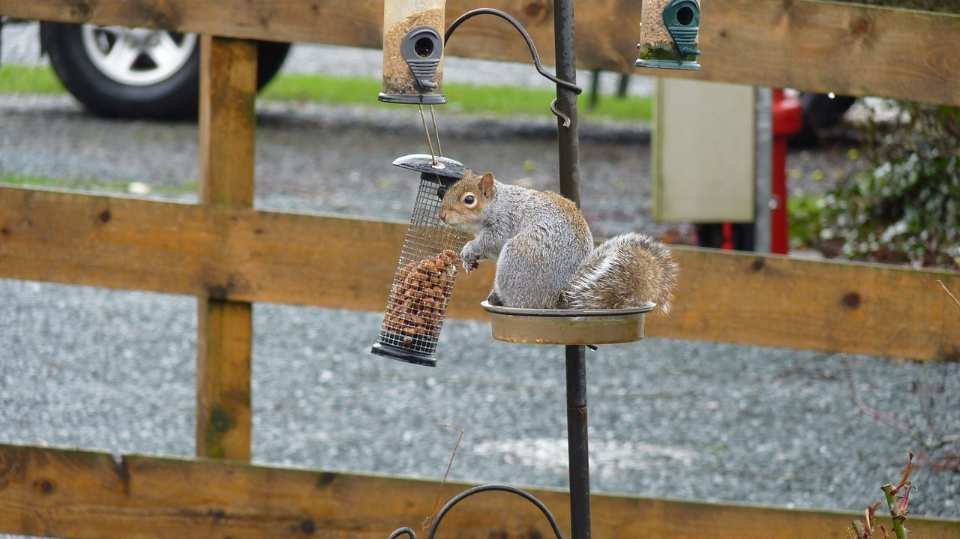 A squirrel eating bird food from a tube feeder.