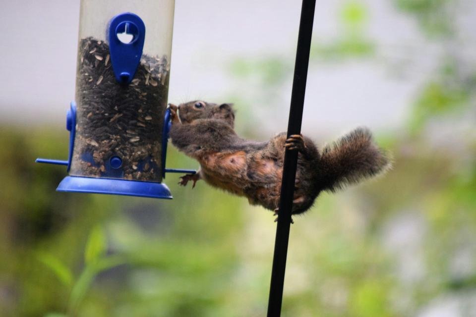 A squirrel raiding a backyard tube style bird feeder