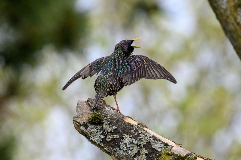 A European Starling defending its territory.
