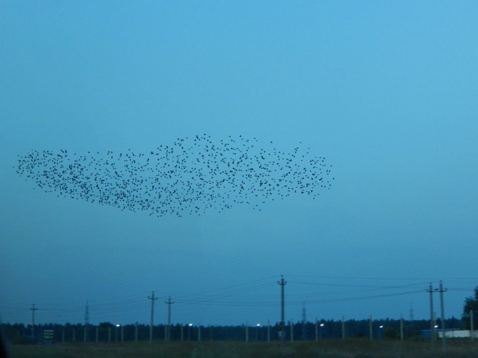 A European Starling murmuration.