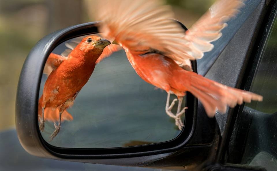 A Summer Tanager pecking at its reflection in a car side mirror.