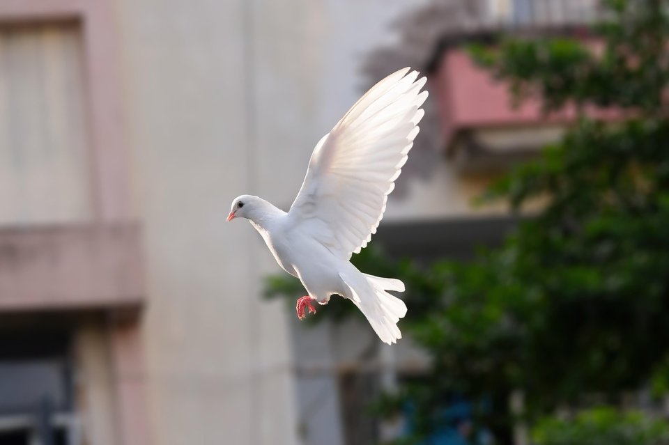 White dove flying in a backyard, captured mid-flight with wings spread and soft natural lighting.