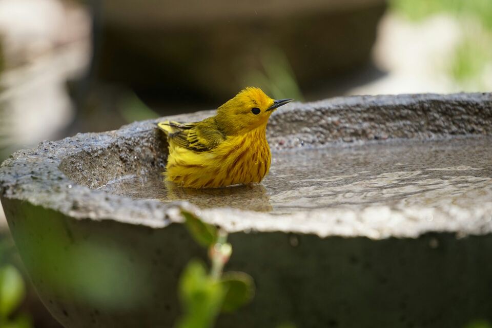 A bright yellow male Yellow Warbler with reddish breast streaks sits in a shallow stone bird bath filled with clean water.